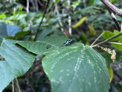 Pachyrhynchus tobafolius