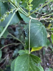 Pachyrhynchus tobafolius