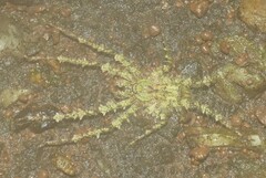 Pandercetes gracilis