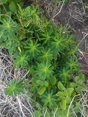 Euphorbia azorica
