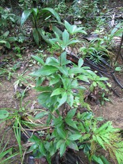 Tapeinosperma pauciflorum