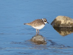Charadrius placidus