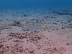 Caranx papuensis