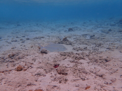 Caranx papuensis