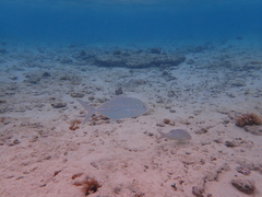 Caranx papuensis