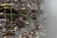 Turnix melanogaster