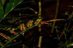 Asplenium gemmiferum