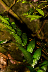 Asplenium gemmiferum