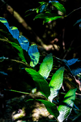 Asplenium gemmiferum