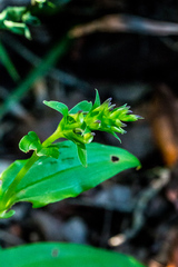 Brownleea coerulea