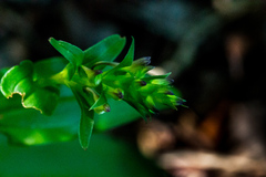 Brownleea coerulea