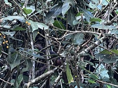 Macropygia tenuirostris