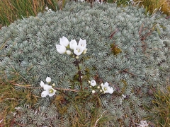 Gentianella bellidifolia