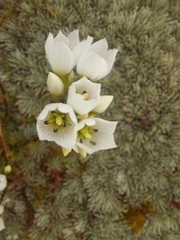 Gentianella bellidifolia