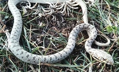 Dolichophis caspius