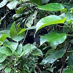 Macropygia tenuirostris