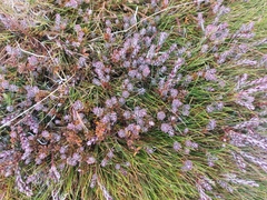 Acrothamnus colensoi