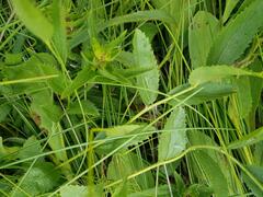 Acalypha caperonioides