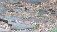 Tarsiger johnstoniae