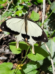 Papilio dardanus cenea