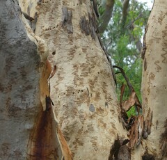 Eucalyptus racemosa