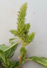 Amaranthus hybridus