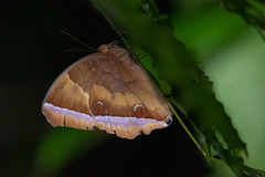 Thaumantis noureddin