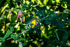 Crotalaria monteiroi