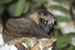 Paradoxurus philippinensis