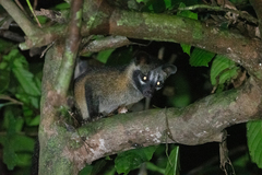 Paradoxurus philippinensis