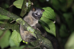 Paradoxurus philippinensis