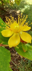 Hypericum androsaemum