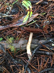 Dermocybe