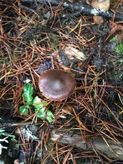Dermocybe