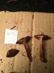 Dermocybe