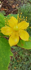 Hypericum androsaemum