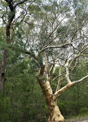 Eucalyptus racemosa