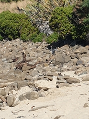 Eudyptes pachyrhynchus