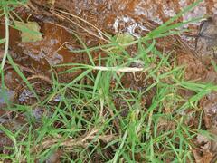 Cenchrus clandestinus