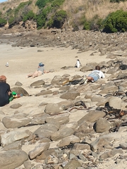 Eudyptes pachyrhynchus