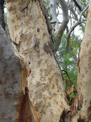 Eucalyptus racemosa