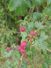 Crataegus laevigata