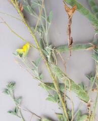 Dichilus lebeckioides