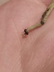 Plinthisus woodwardi