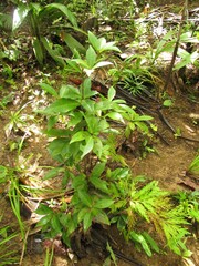Tapeinosperma pauciflorum
