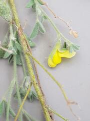 Dichilus lebeckioides