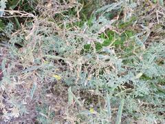 Dichilus lebeckioides