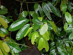 Cinnamomum iners