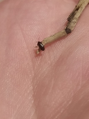 Plinthisus woodwardi