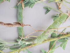 Dichilus lebeckioides